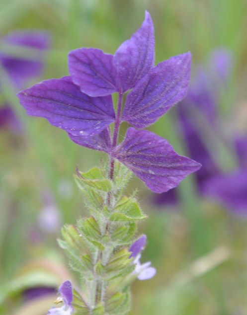 Image of Salvia viridis specimen.