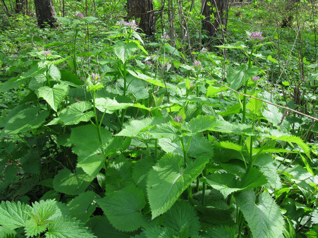 Изображение особи Lunaria rediviva.