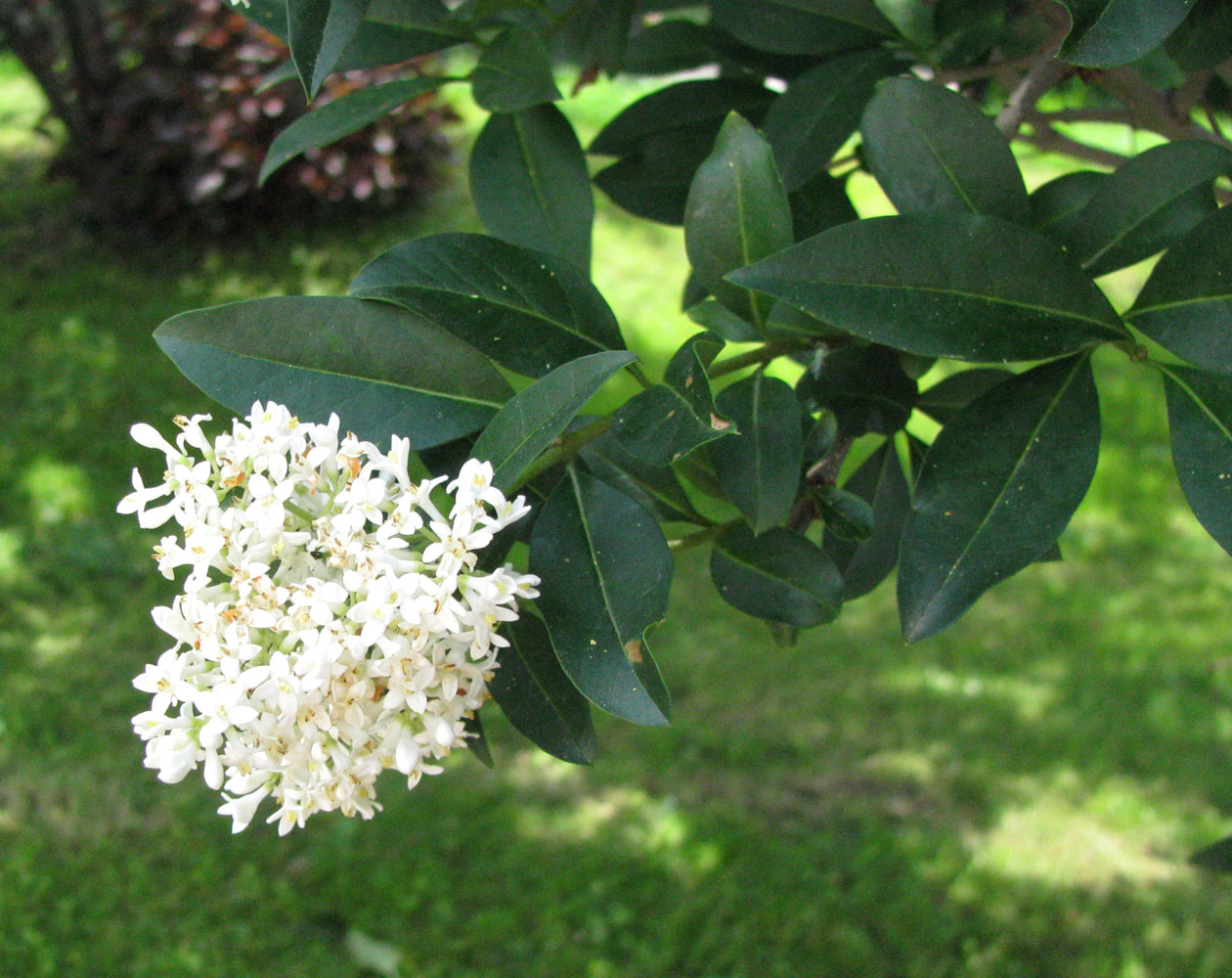 Image of Ligustrum vulgare specimen.