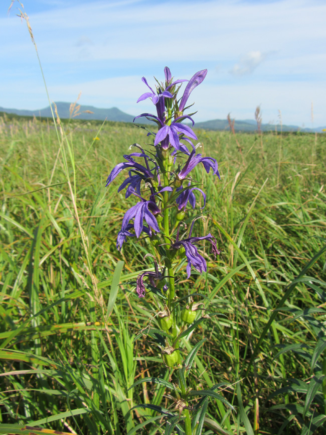 Изображение особи Lobelia sessilifolia.