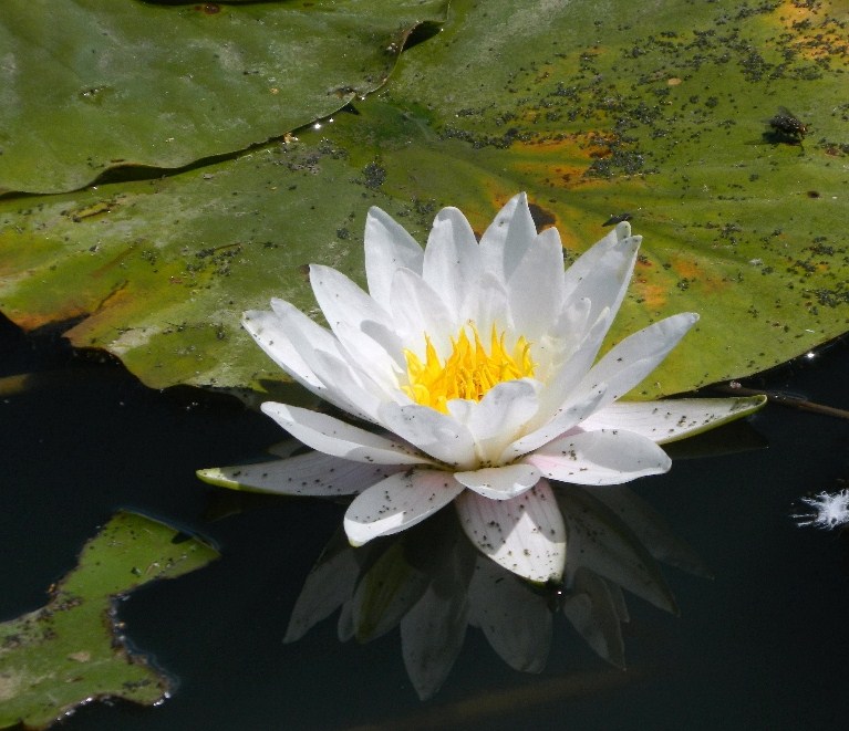 Image of Nymphaea odorata specimen.