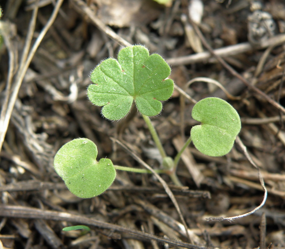 Image of Geranium pusillum specimen.