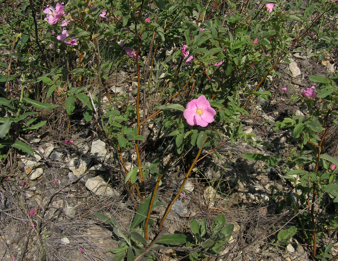 Image of Rosa gorenkensis specimen.