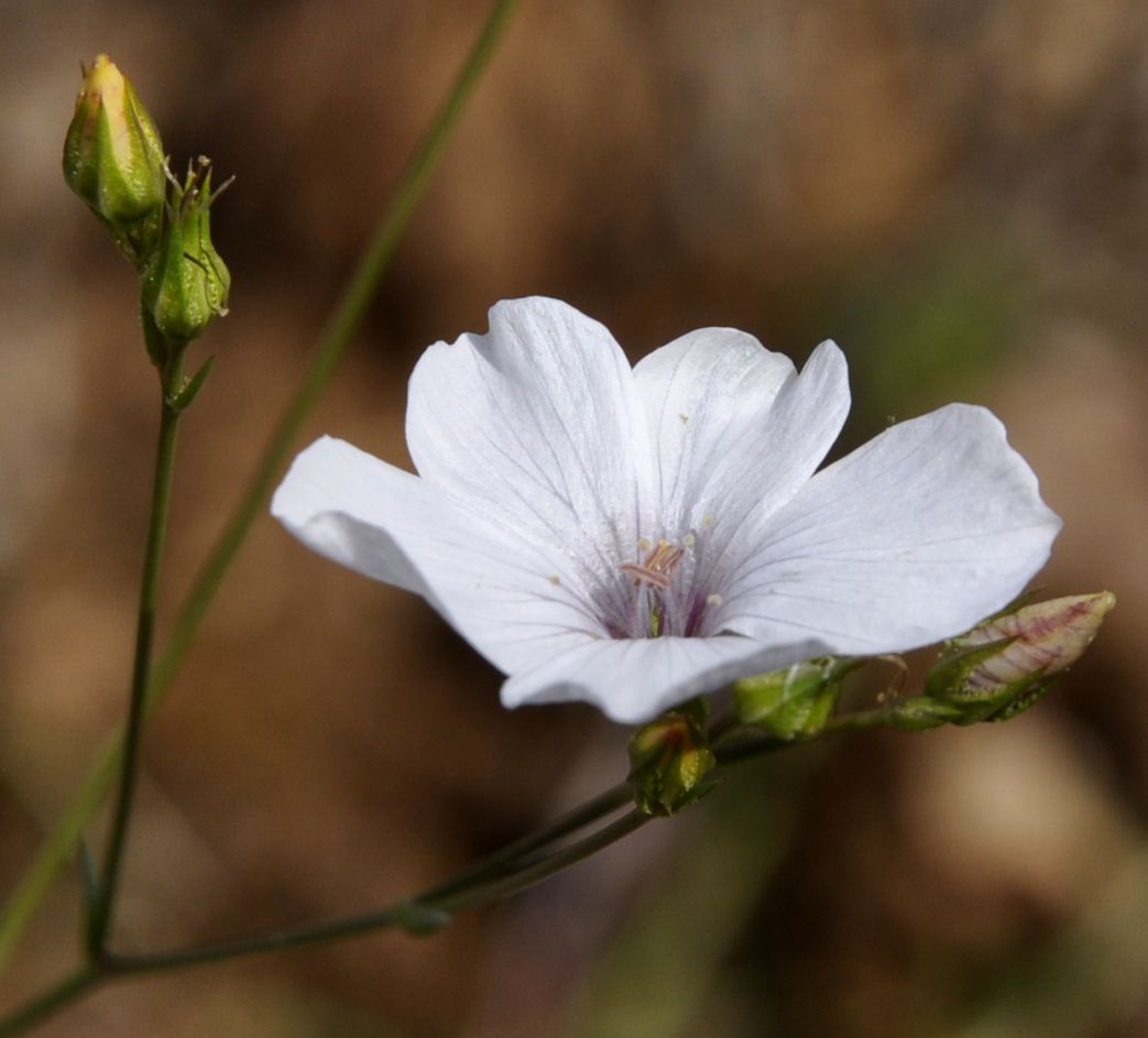 Изображение особи Linum tenuifolium.