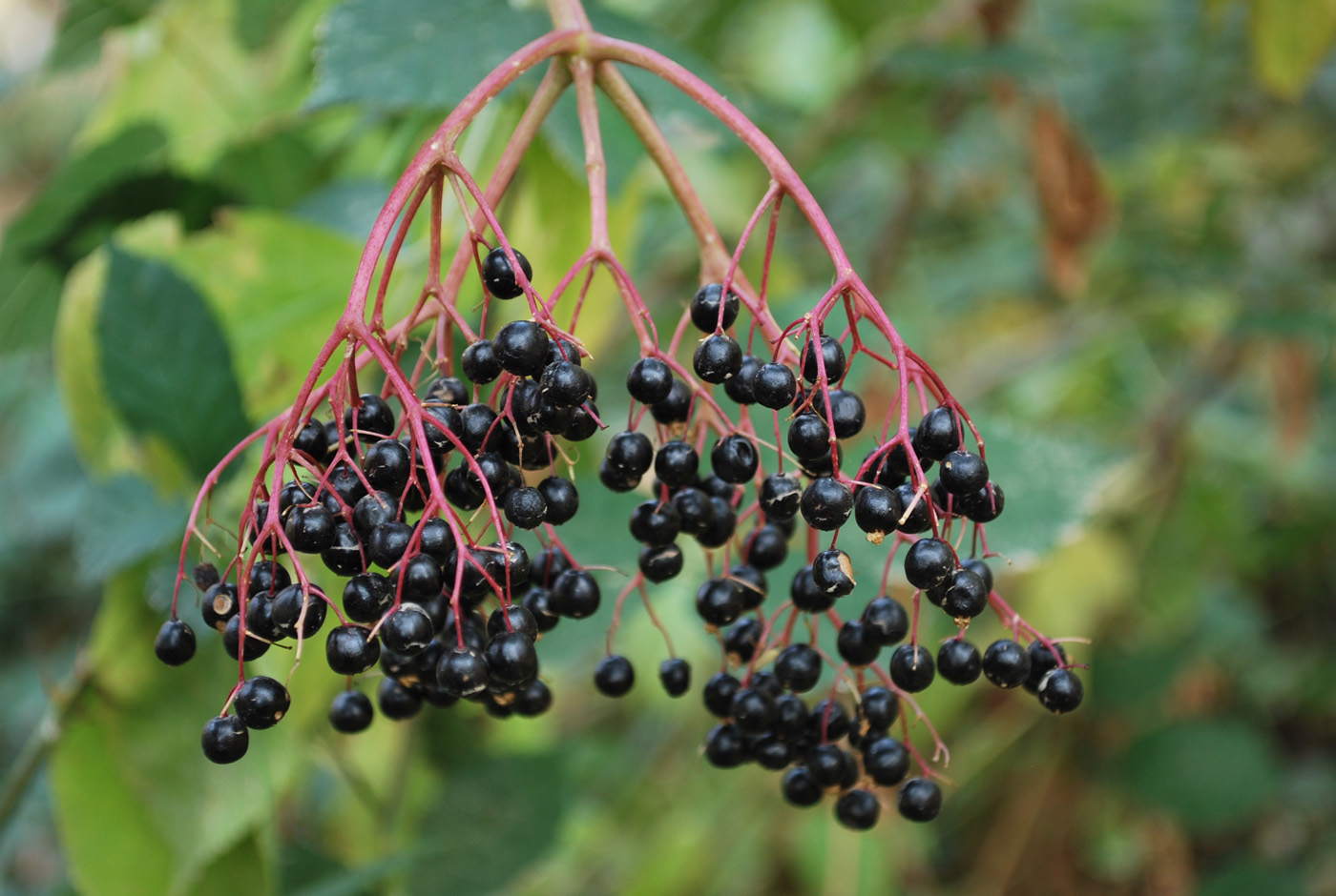 Image of Sambucus nigra specimen.