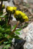 Ranunculus transiliensis