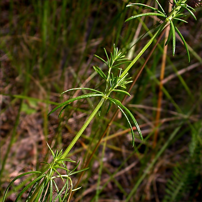 Image of Galium verum specimen.