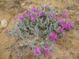 Oxytropis lanata