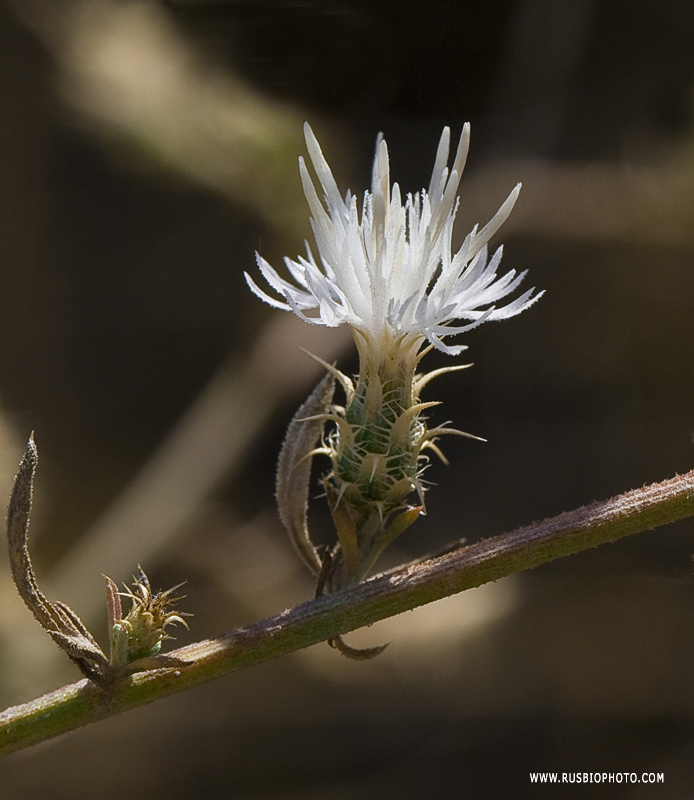 Image of Centaurea aemulans specimen.