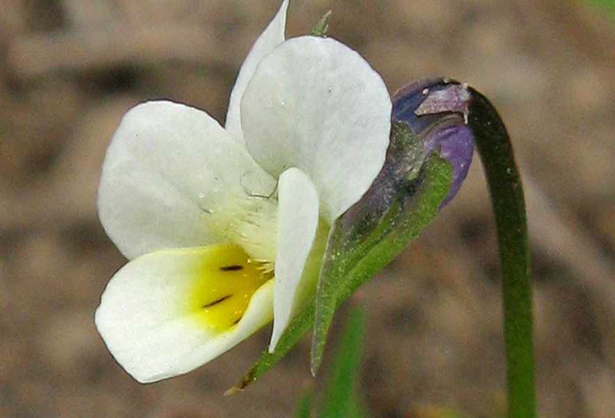 Image of Viola arvensis specimen.