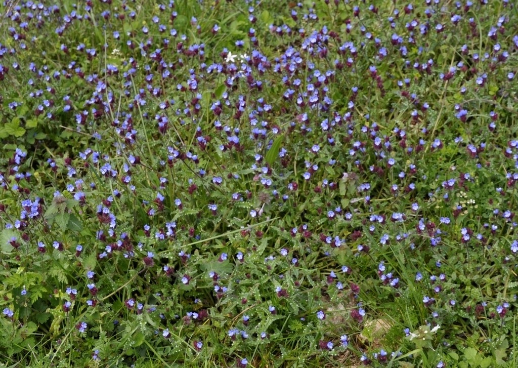 Image of Anchusa cretica specimen.