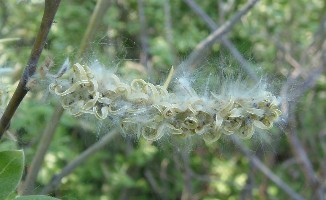 Image of Salix aurita specimen.