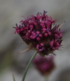 Dianthus stenopetalus