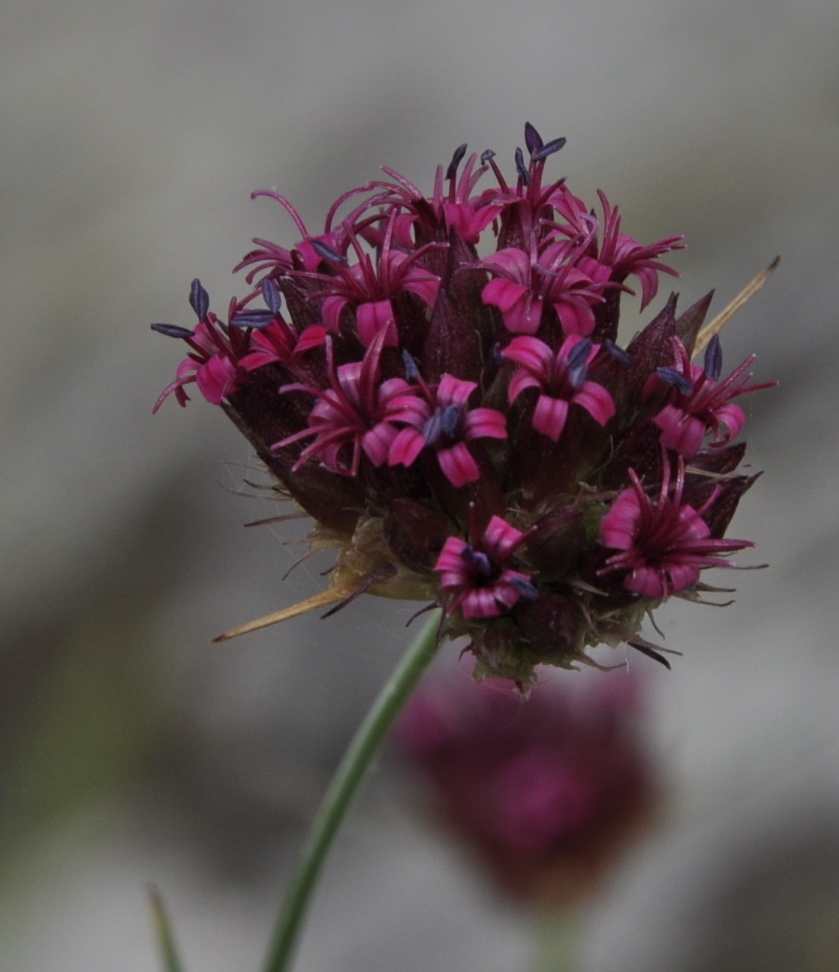 Image of Dianthus stenopetalus specimen.