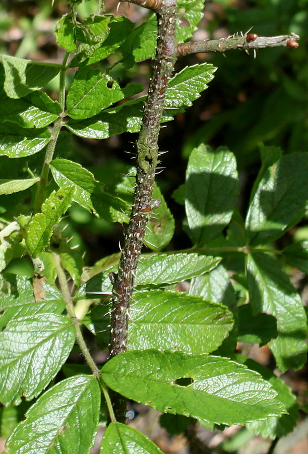 Image of Rosa arvensis specimen.