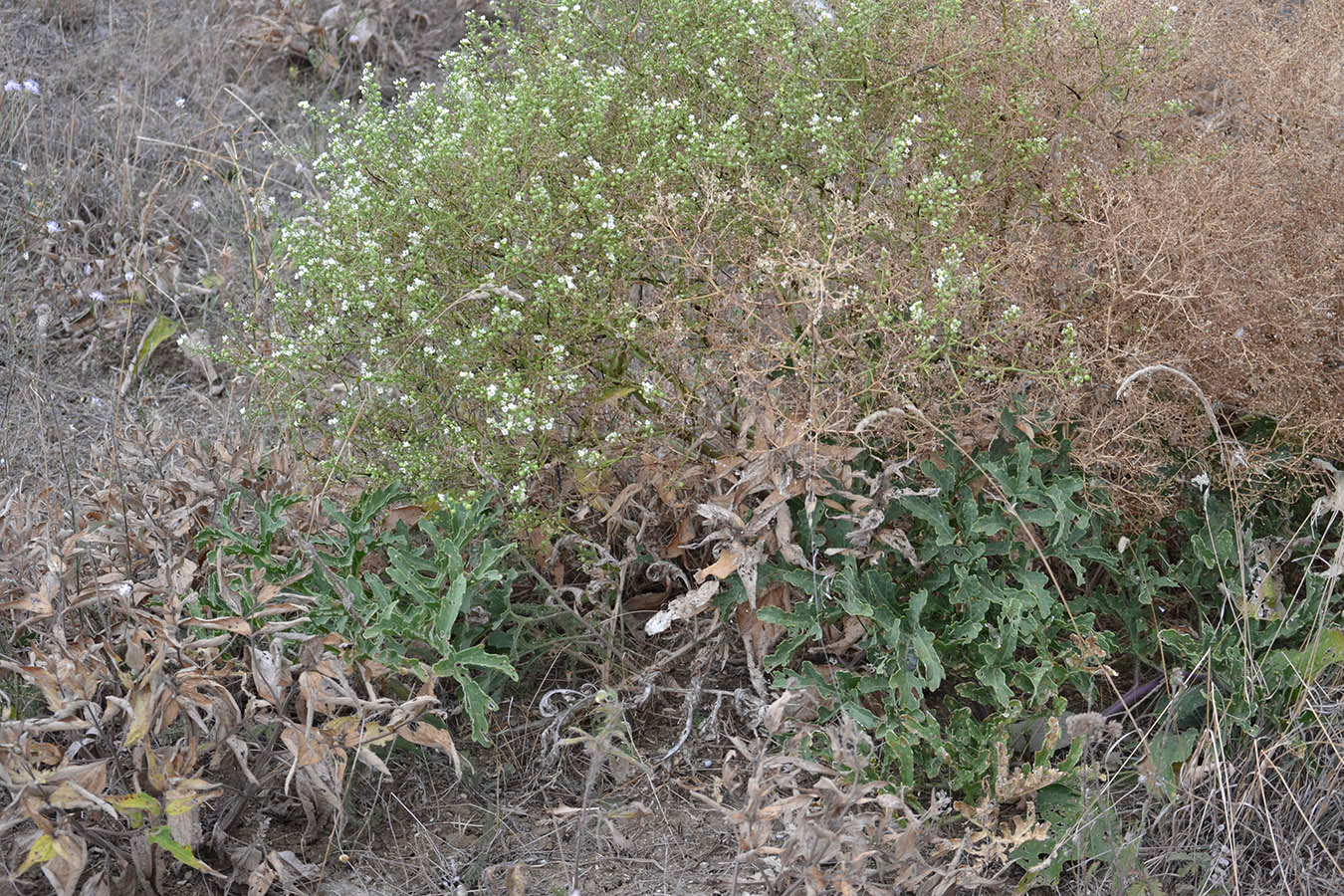 Изображение особи Crambe aspera.