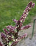 Amaranthus tricolor. Верхняя часть соцветия. Германия, г. Krefeld, Ботанический сад. 06.08.2013.