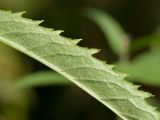 Senecio paludosus