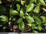 Cerastium variety meyerianum