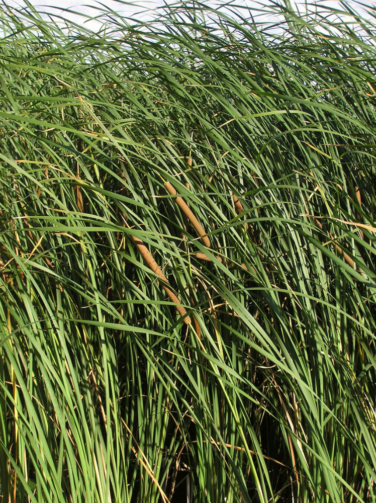 Image of Typha angustifolia specimen.