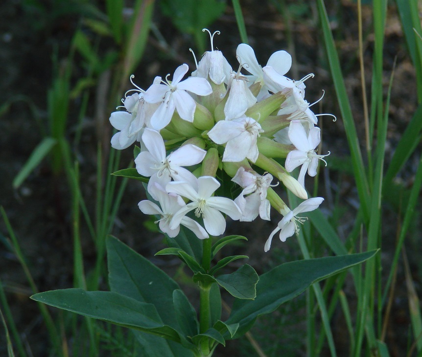 Image of Saponaria officinalis specimen.