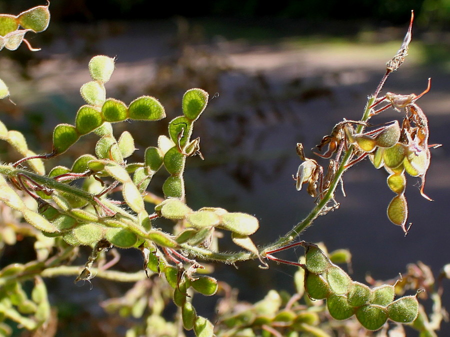 Изображение особи Desmodium obtusum.