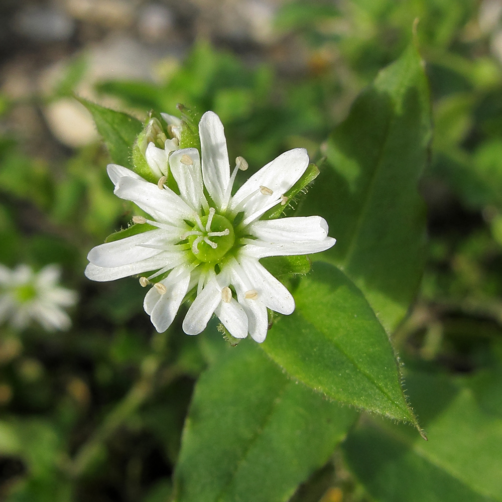 Изображение особи Myosoton aquaticum.