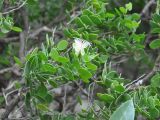 Capparis cartilaginea. Верхушка ветви с цветком. Сокотра, плато Хомхи. 29.12.2013.