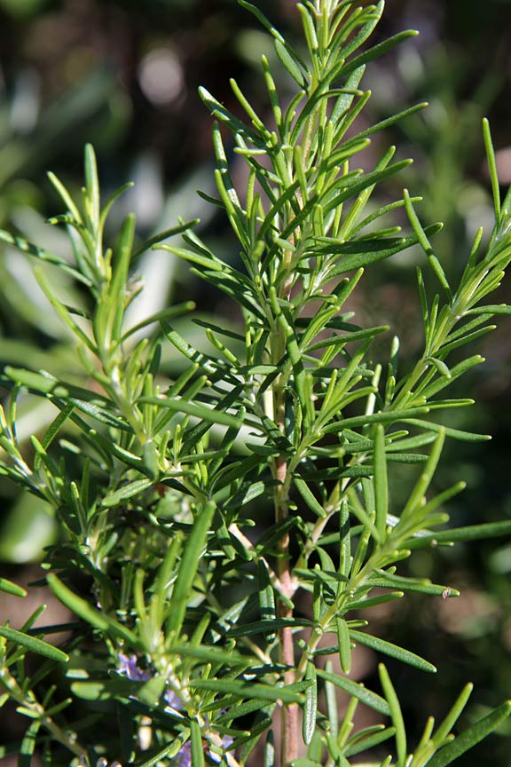 Image of Rosmarinus officinalis specimen.