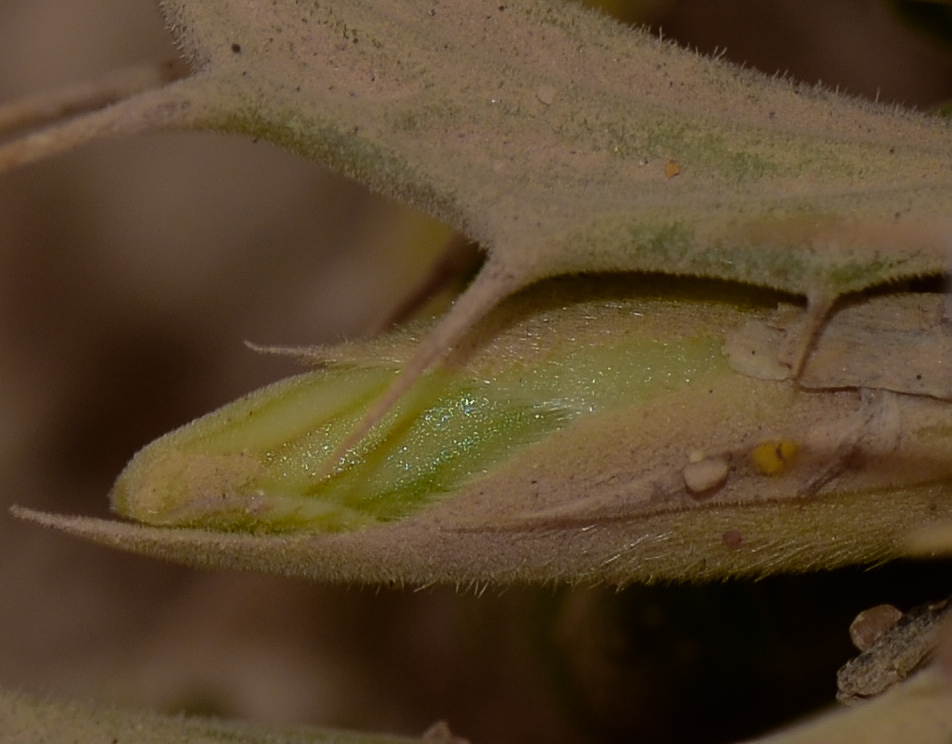 Изображение особи Blepharis attenuata.