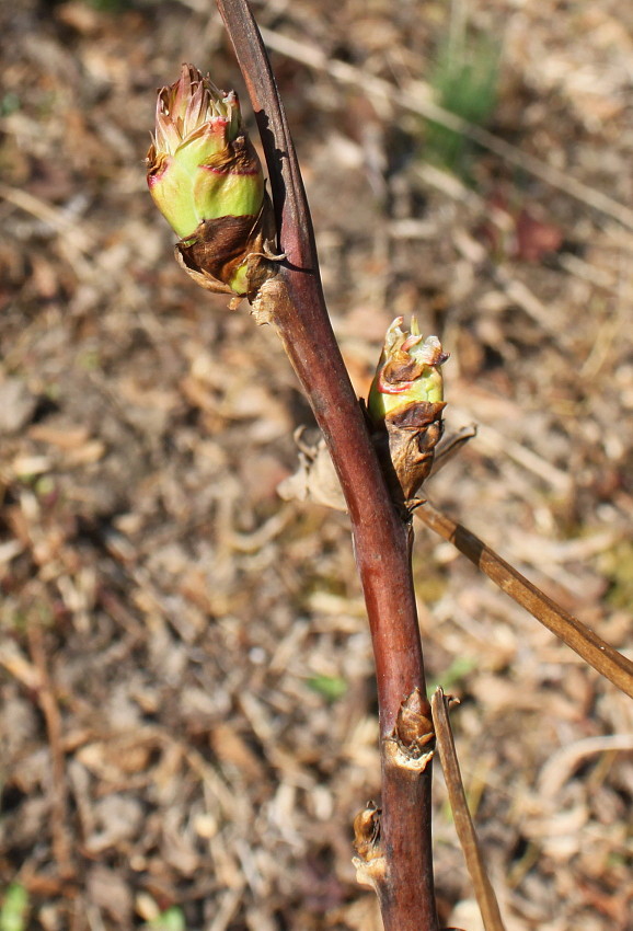 Image of Paeonia delavayi specimen.