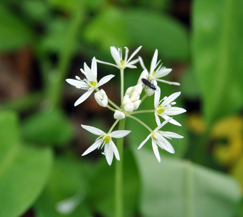 Image of Allium ursinum specimen.