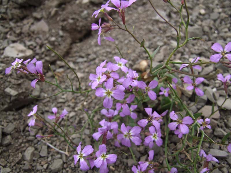 Image of Zuvanda meyeri specimen.