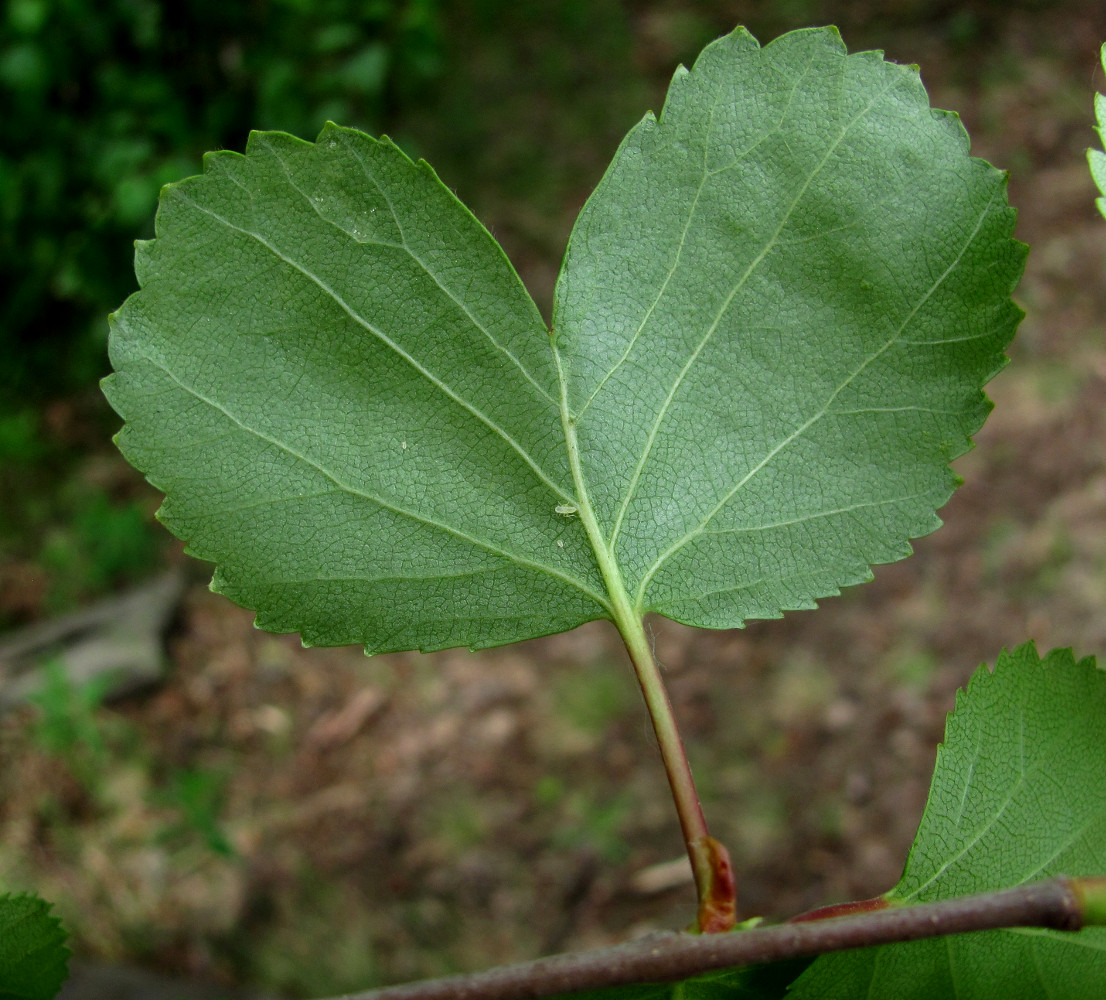 Image of Betula pubescens specimen.