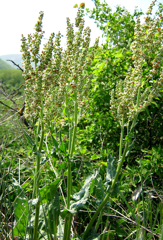 Изображение особи Rumex tuberosus.