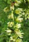 Veratrum lobelianum