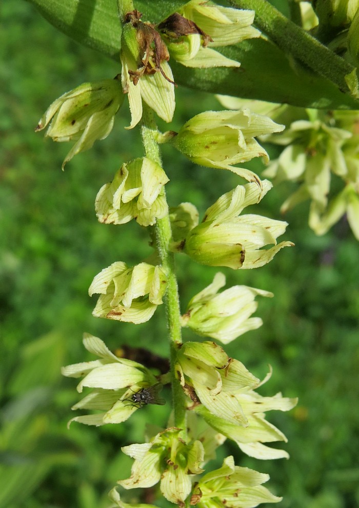 Изображение особи Veratrum lobelianum.