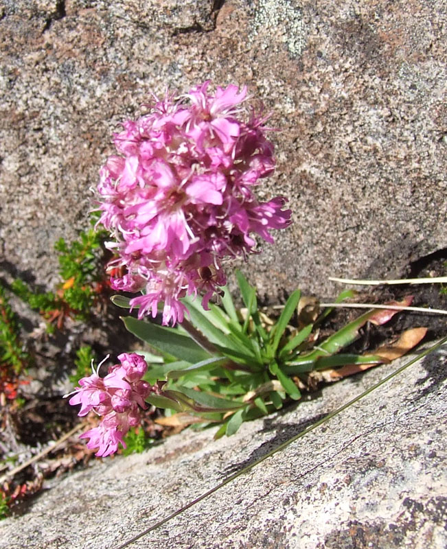 Image of Viscaria alpina specimen.