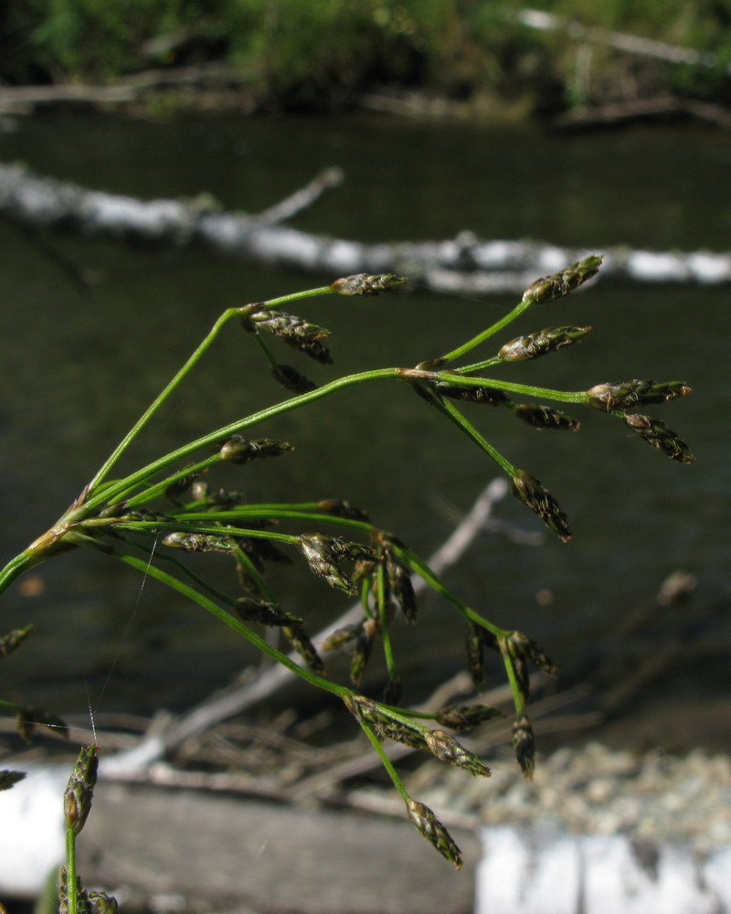 Image of Scirpus radicans specimen.