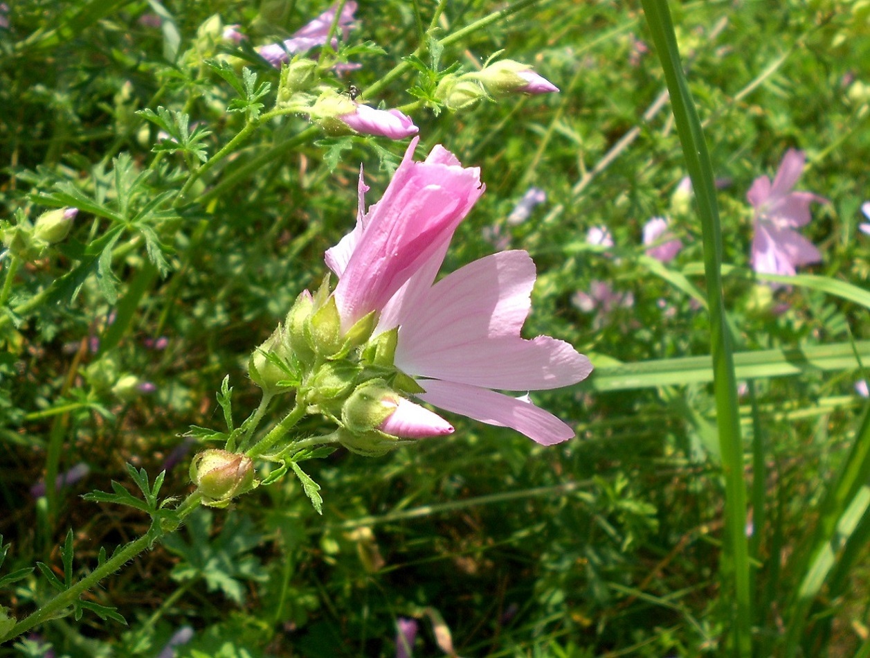 Image of Malva moschata specimen.