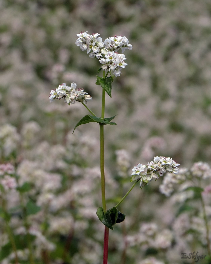 Изображение особи Fagopyrum esculentum.