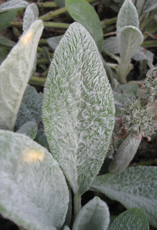 Image of Stachys byzantina specimen.