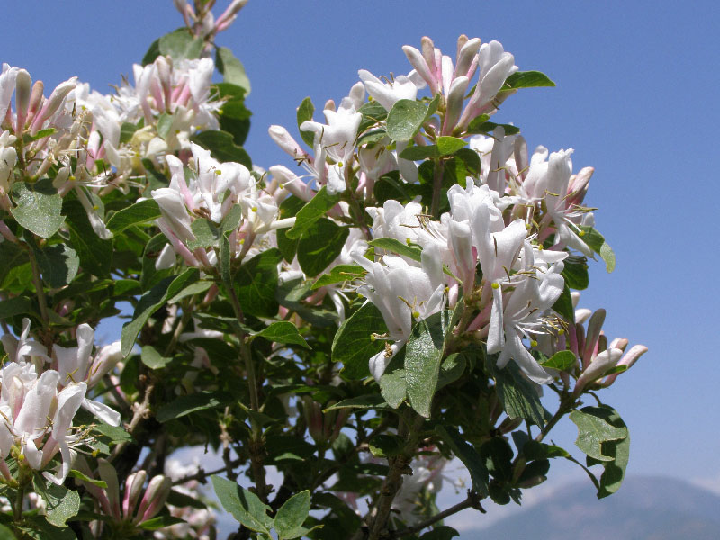 Image of Lonicera nummulariifolia specimen.