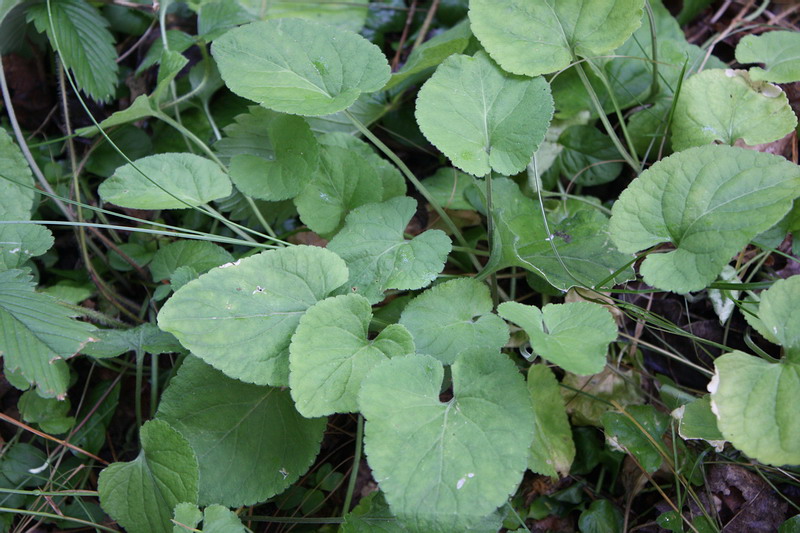 Image of Viola suavis specimen.