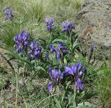 Iris glaucescens. Группа цветущих растений. Мугоджары, южный склон, 23.04.2006.