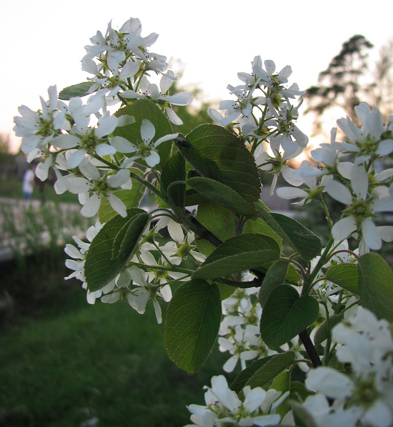 Image of Amelanchier spicata specimen.