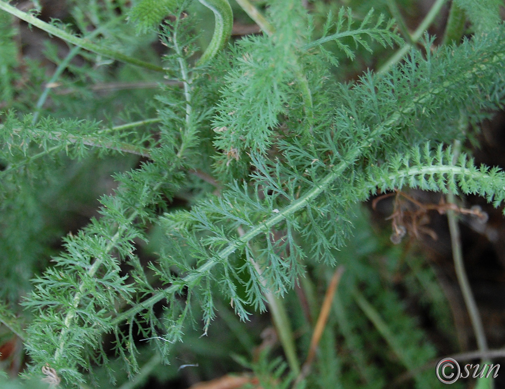 Изображение особи Achillea millefolium.