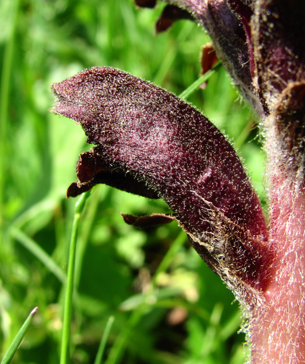 Image of Orobanche gamosepala specimen.