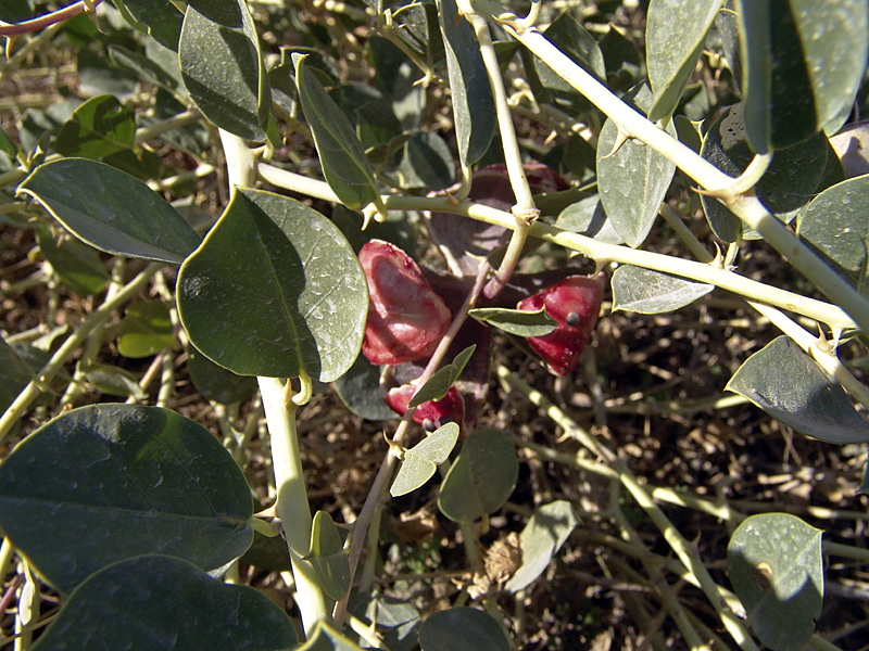 Изображение особи Capparis herbacea.