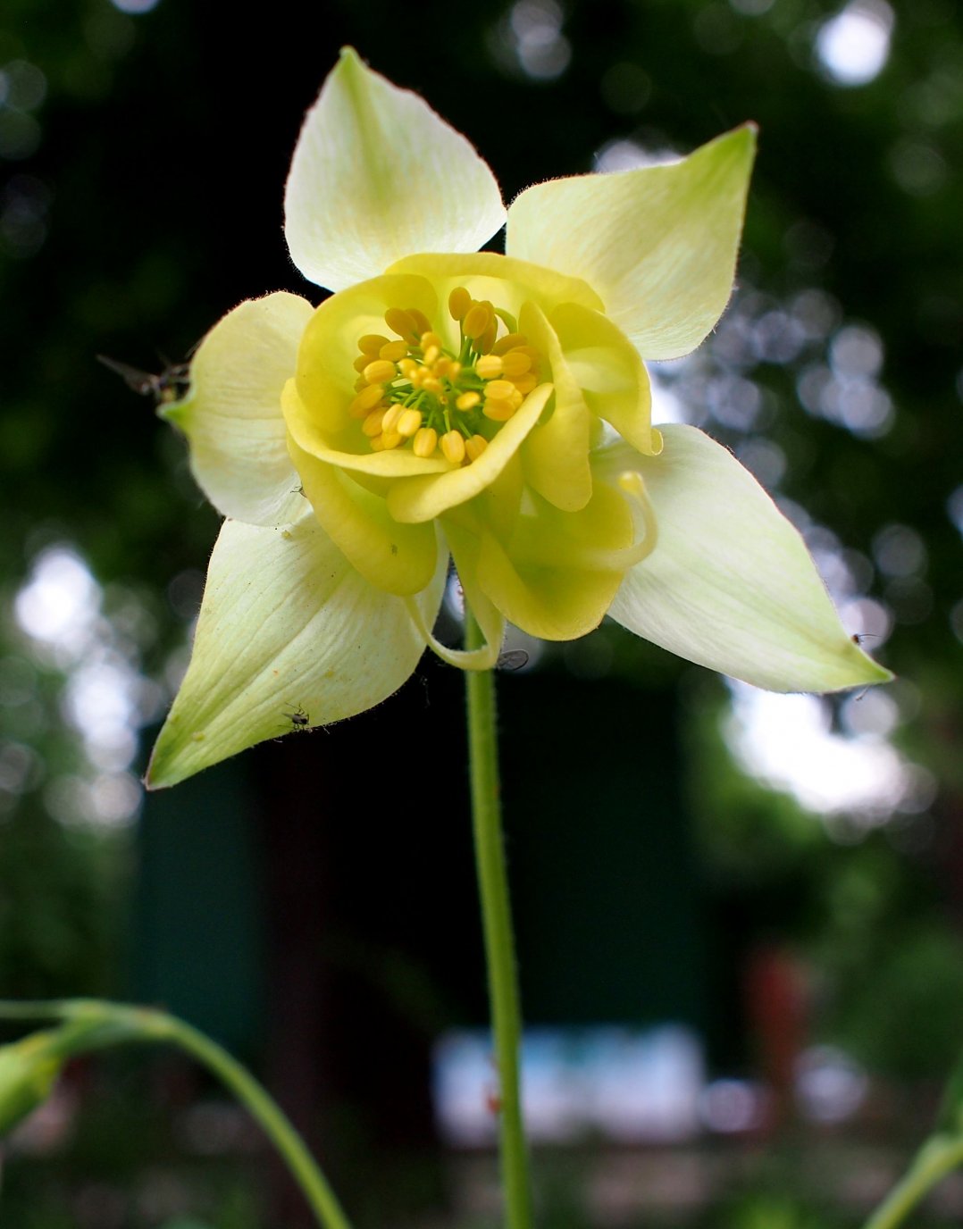 Image of genus Aquilegia specimen.